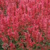 Agastache Cana